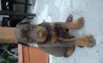 Doberman - šteniatka – fotka 4