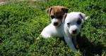 Jack Russell Terier – fotka 2