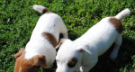 Jack Russell Terier – fotka 3