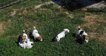 Jack Russell Terier – fotka 4