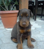 Doberman - šteniatka – fotka 2
