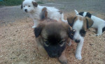 Darujem 2 mesačné šteniatka – fotka 4