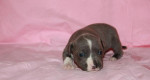 Americký stafordšírsky teriér, amstaff, ast – fotka 2