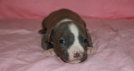 Americký stafordšírsky teriér, amstaff, ast – fotka 3