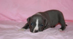 Americký stafordšírsky teriér, amstaff, ast – fotka 4