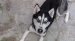 Sibírsky husky - krytie – fotka 2
