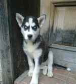 Sibírsky husky - krytie – fotka 3