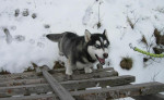 Sibírsky husky - krytie – fotka 4