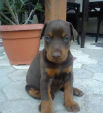 Doberman- steniatka – fotka 2
