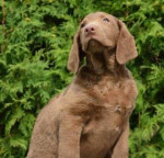 Chesapeake bay retriver s PP(čokoládové fenky) – fotka 2