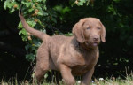 Chesapeake bay retriver s PP(čokoládové fenky) – fotka 3