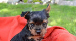 Yorkshir terrier – fotka 2