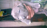 Pitbullterier blue nose – fotka 2