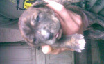 Pitbullterier blue nose – fotka 3