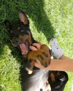 Doberman- steniatka – fotka 2