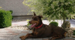 Doberman- steniatka – fotka 4