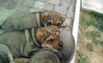 Predám shar pei – fotka 2