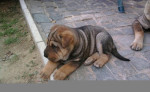 Predám shar pei – fotka 3