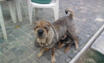 Predám shar pei – fotka 4
