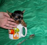 Yorkshire terrier- extra mini – fotka 2