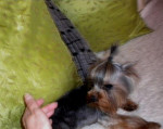 Yorkshire terrier- extra mini – fotka 3