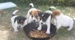 Steniatka jack russel terier – fotka 2