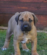 Šteňatá Rodézsky ridgeback – fotka 2