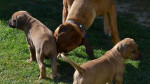 Šteňatá Rodézsky ridgeback – fotka 4
