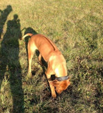 Rhodézsky ridgeback psík na krytie – fotka 2
