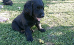 Labrador šteniatka – fotka 2