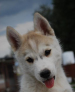 Siberian husky - šteniatka s pp – fotka 2