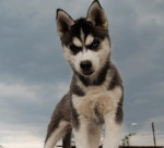 Siberian husky - šteniatka s pp – fotka 3