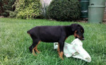 Doberman- šteniatko – fotka 2