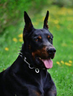 Doberman- šteniatko – fotka 4