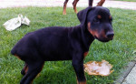 Doberman- šteniatko – fotka 3