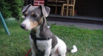 Jack russel terier – fotka 2