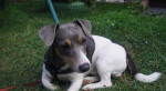 Jack russel terier – fotka 3