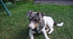 Jack russel terier – fotka 4