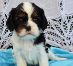 Cavalier King Charles Spaniel – fotka 2