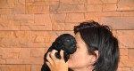 Čierne šteniatka labradora – fotka 2