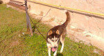 Sibirsky husky na krytie – fotka 2
