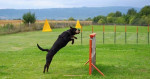 Rottweiler na krytie-slovenská šampión krásy – fotka 2