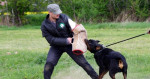 Rottweiler na krytie-slovenská šampión krásy – fotka 3