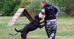 Rottweiler na krytie-slovenská šampión krásy – fotka 4