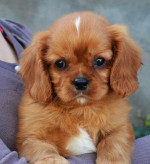 Cavalier King Charles Spaniel – fotka 2