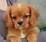 Cavalier King Charles Spaniel – fotka 3