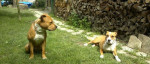 Pitbull teriér - šteniatka na predaj – fotka 4
