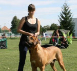 Tosa Inu - nabídka krytí interšampionem – fotka 2