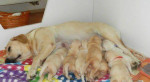 Labradorský retriever - šteniatka na predaj – fotka 2