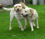 Labradorský retriever - šteniatka na predaj – fotka 3